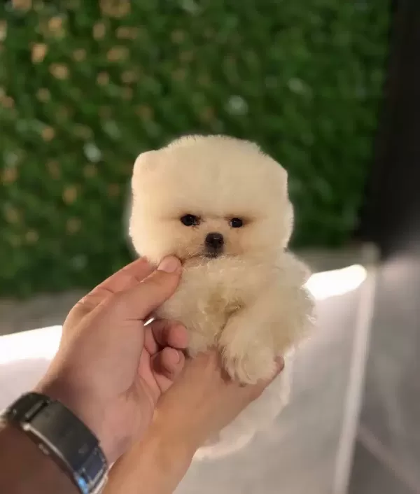 Oyuncak Degil Gerçek Pomeranian Boo