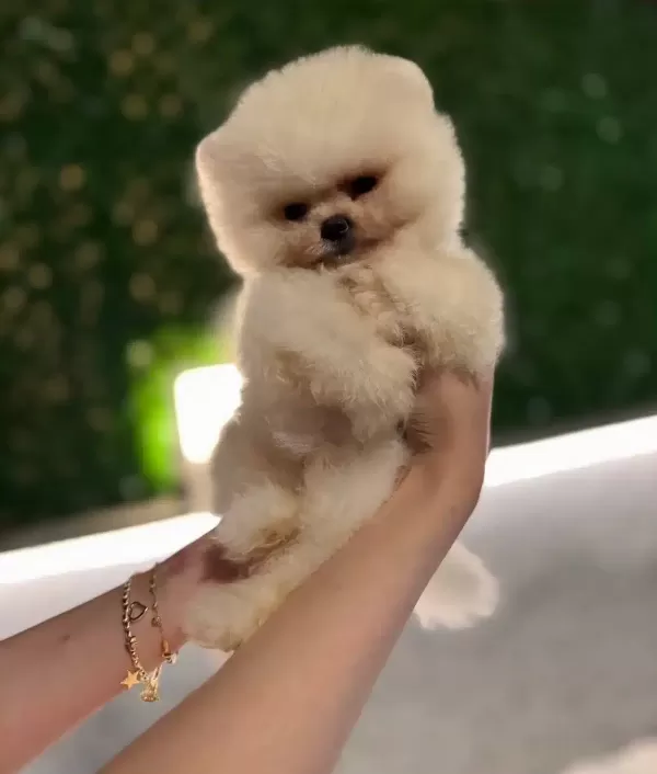 Oyuncak Degil Gerçek Pomeranian Boo