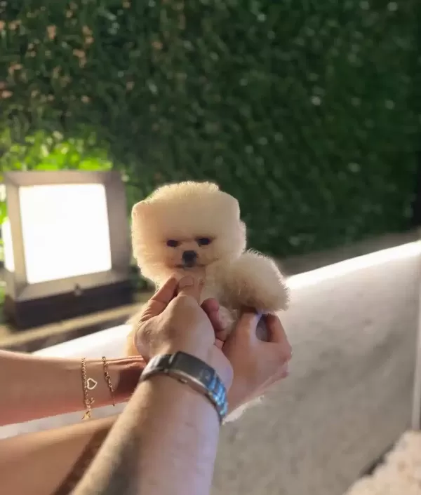 Oyuncak Degil Gerçek Pomeranian Boo