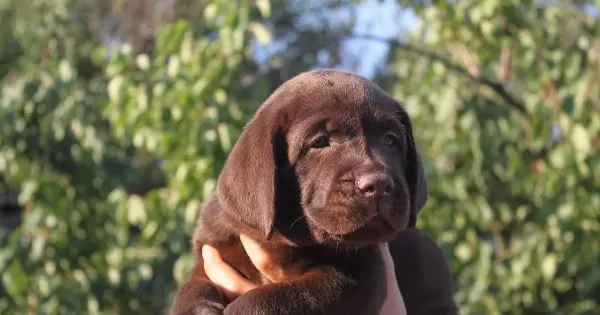 Secereli Labrador Retriever Yavruları Istanbul