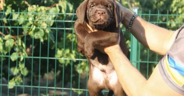 Secereli Labrador Retriever Yavruları Istanbul