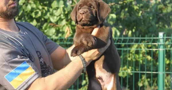 Secereli Labrador Retriever Yavruları Istanbul