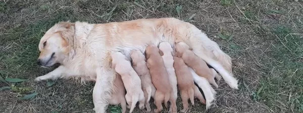 Akkus Uretim Ciftliginden Golden Yavruları