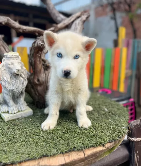 Husky Sibirya Kurdu Yavruları