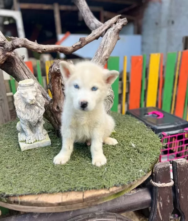 Husky Sibirya Kurdu Yavruları