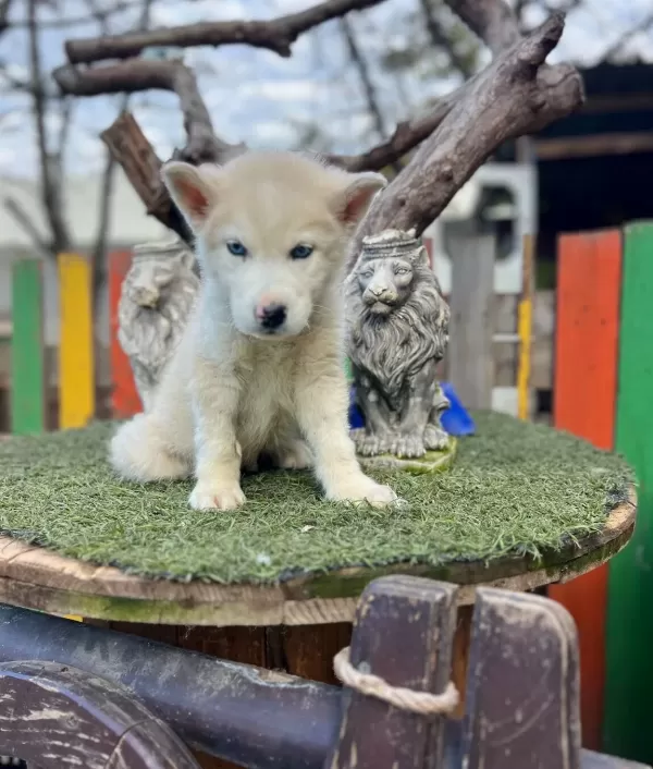 Husky Sibirya Kurdu Yavruları