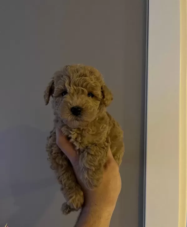 Asılı Mini Toy Poodle