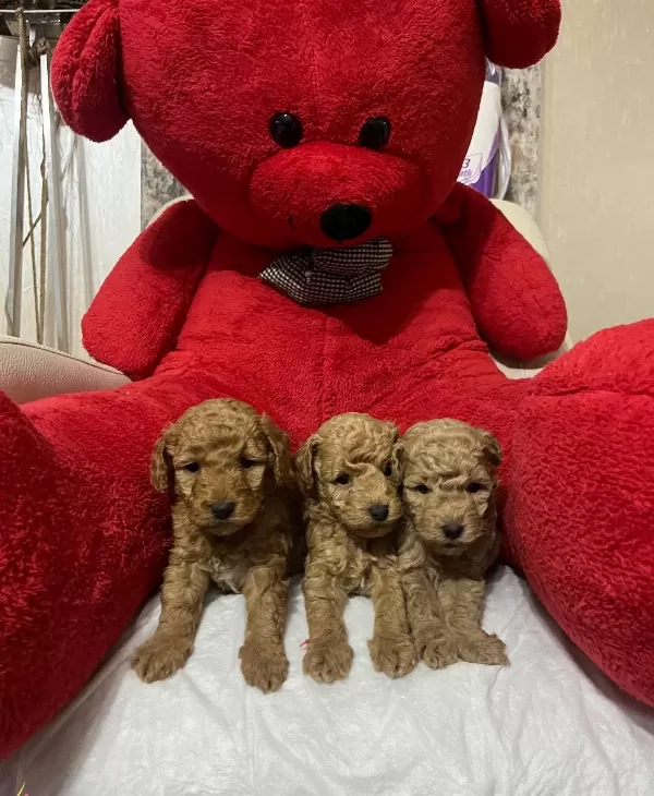 Asılı Mini Toy Poodle