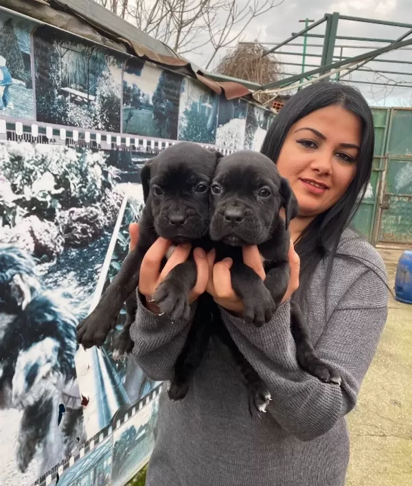 Safkan Cane Corso Yavrularımız