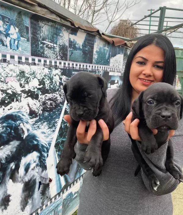 Safkan Cane Corso Yavrularımız