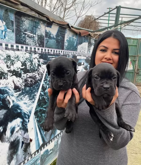 Safkan Cane Corso Yavrularımız