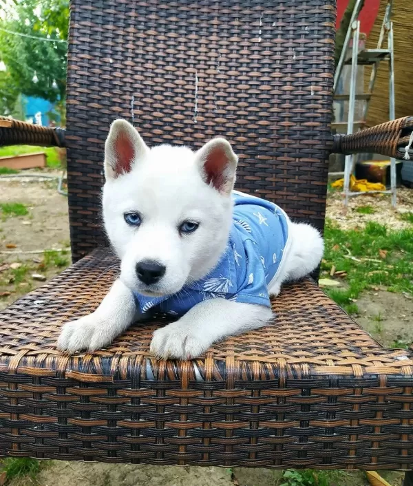 Mavis Husky Yavrularımız Sibirya Kurdu
