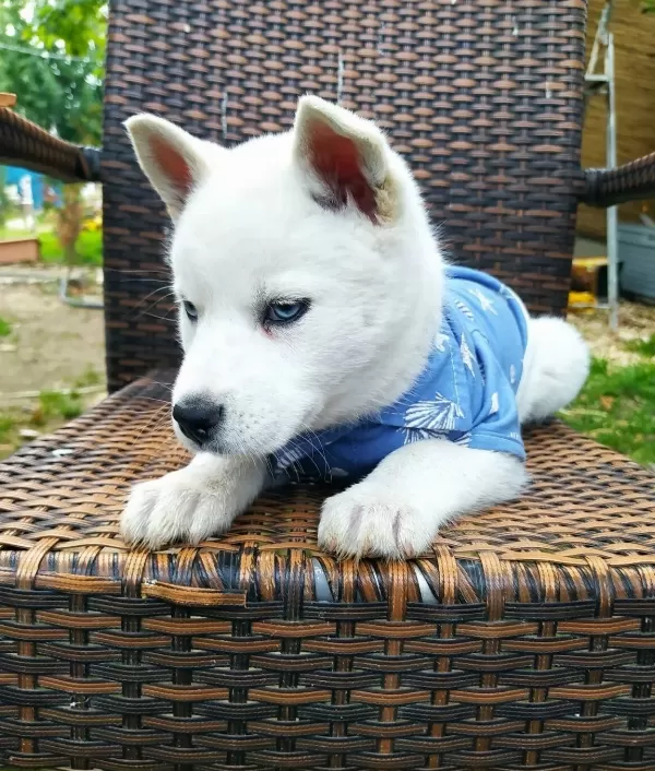 Mavis Husky Yavrularımız Sibirya Kurdu