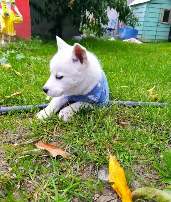 Mavis Husky Yavrularımız Sibirya Kurdu