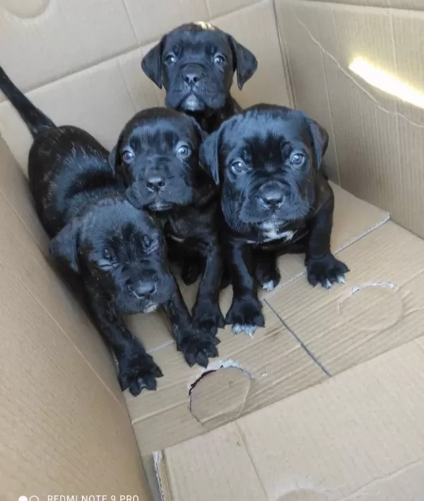 Safkan Cane Corso Yavrularımız