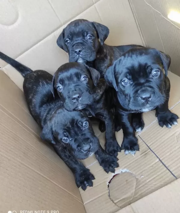Safkan Cane Corso Yavrularımız