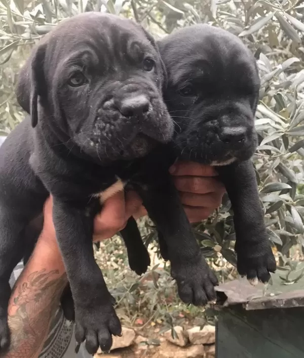 Safkan Cane Corso Yavrularımız