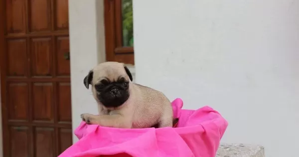 Pug Yavruları Safkan Simit Kuyruk Burunsuz