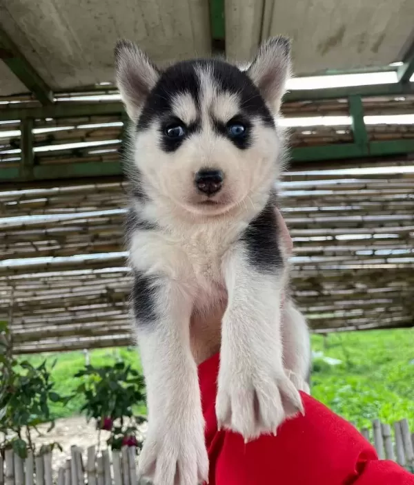 Yuzde Yüz Irk Garantili Husky Bebekler