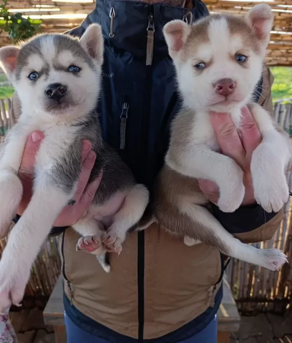 Yuzde Yüz Irk Garantili Husky Bebekler
