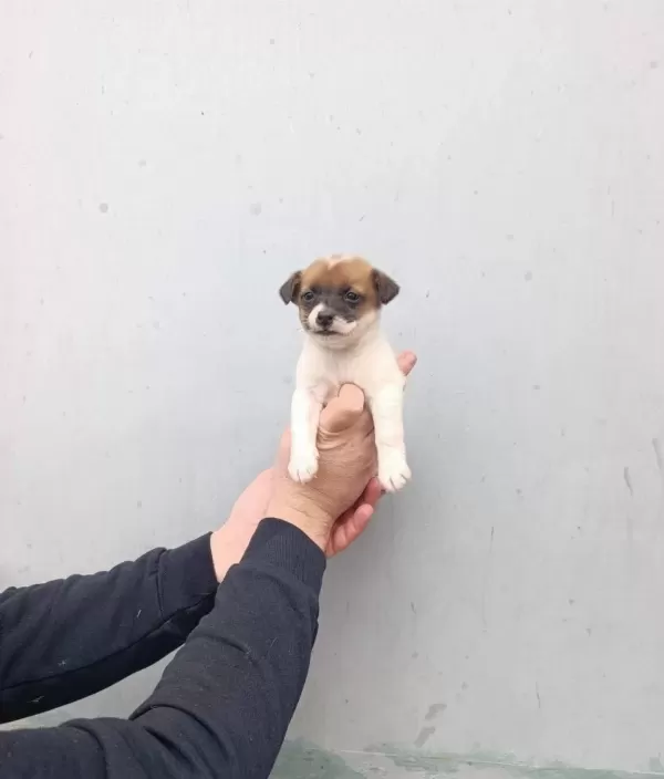 A Kalite Jack Russel Bebekler