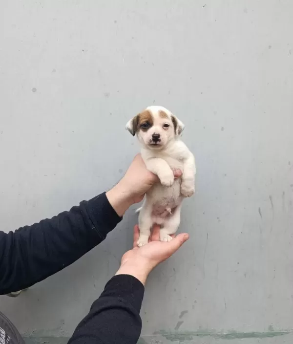 A Kalite Jack Russel Bebekler
