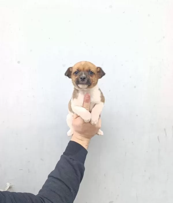 A Kalite Jack Russel Bebekler