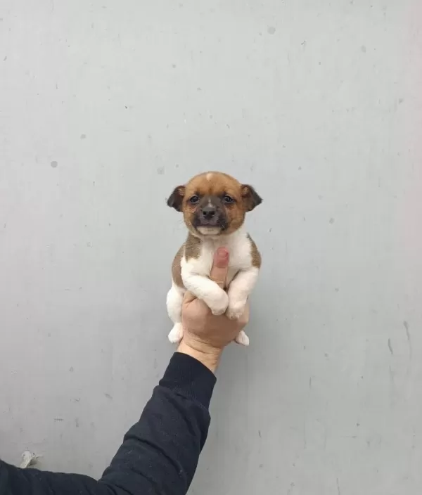 A Kalite Jack Russel Bebekler
