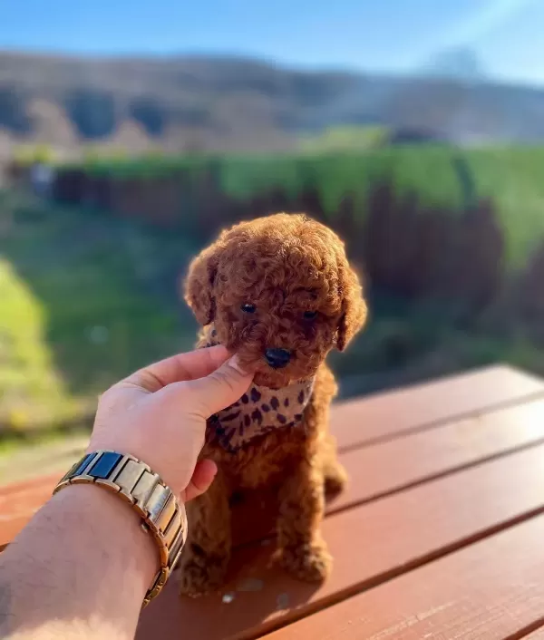 Max 2 Kg Olacak Poodle Yavrular