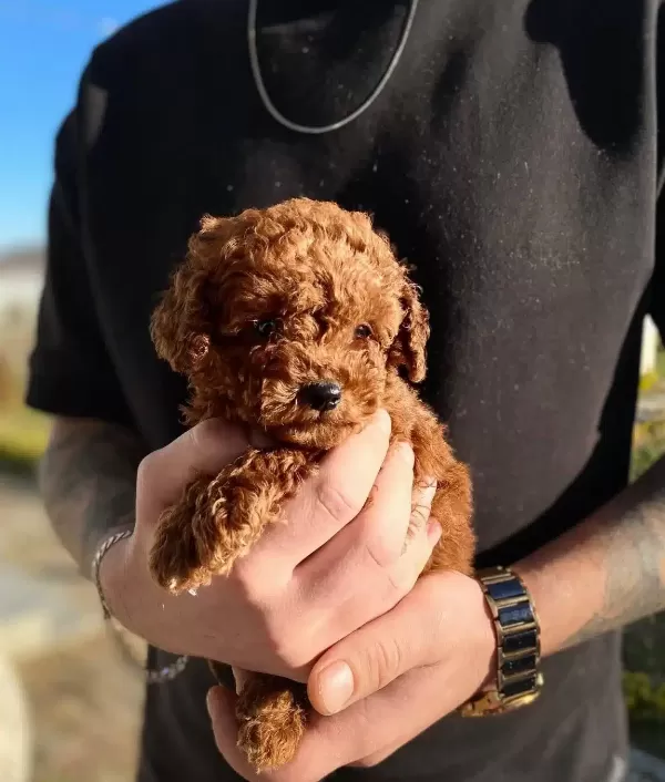Micro Teacup Dark Brown Bebekler