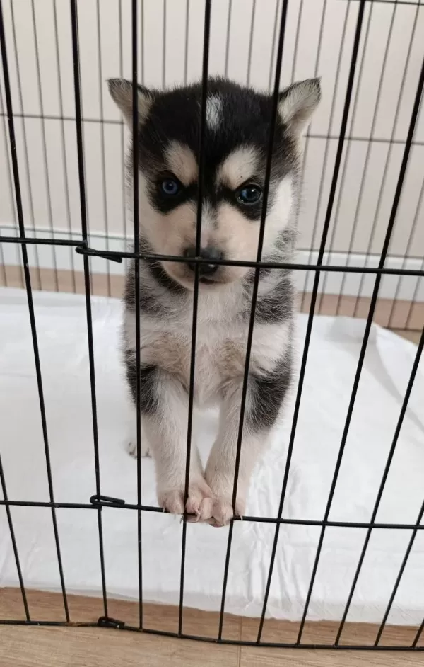A Kalite Husky Bebekler