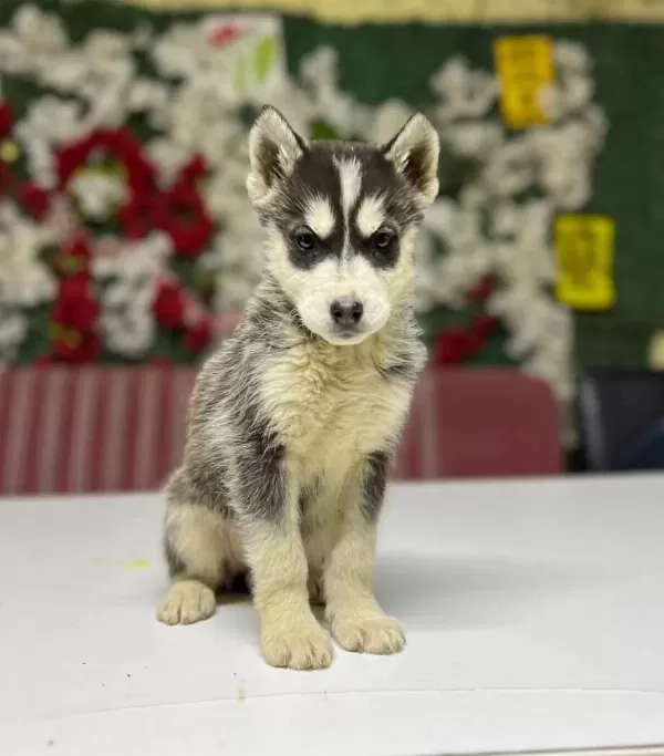 Harika Husky Yavrumuz