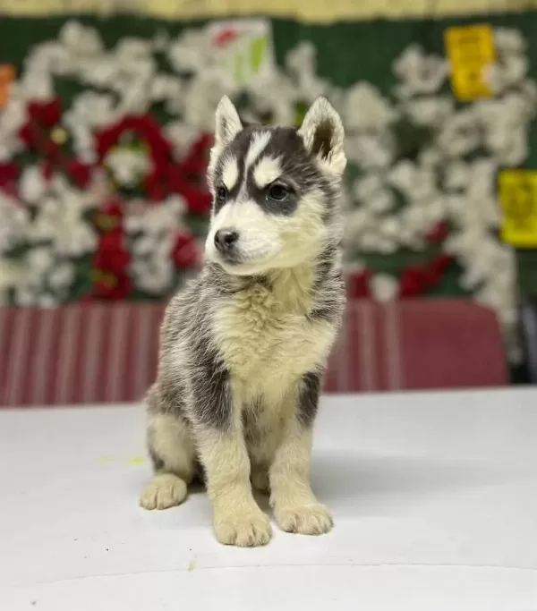 Harika Husky Yavrumuz