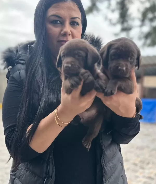 Cikolata Labrador Yavrularım