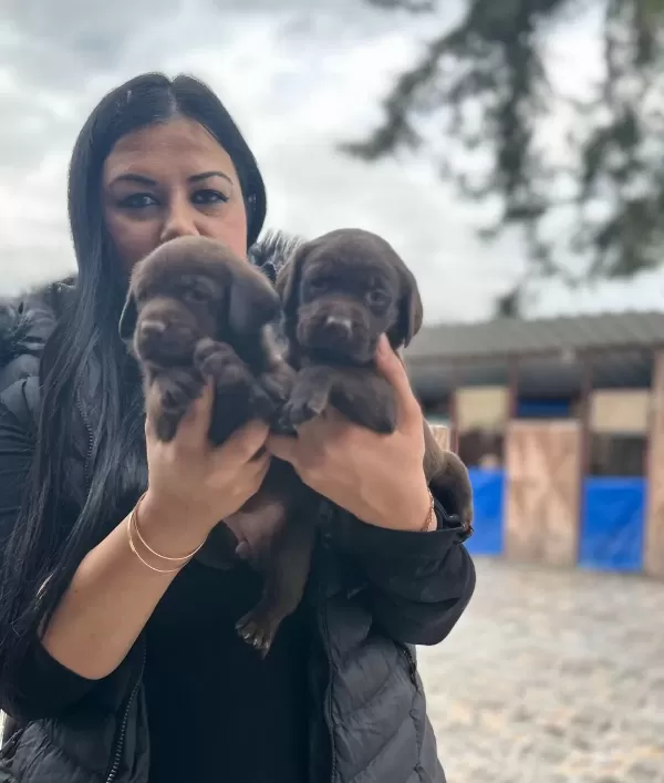 Cikolata Labrador Yavrularım