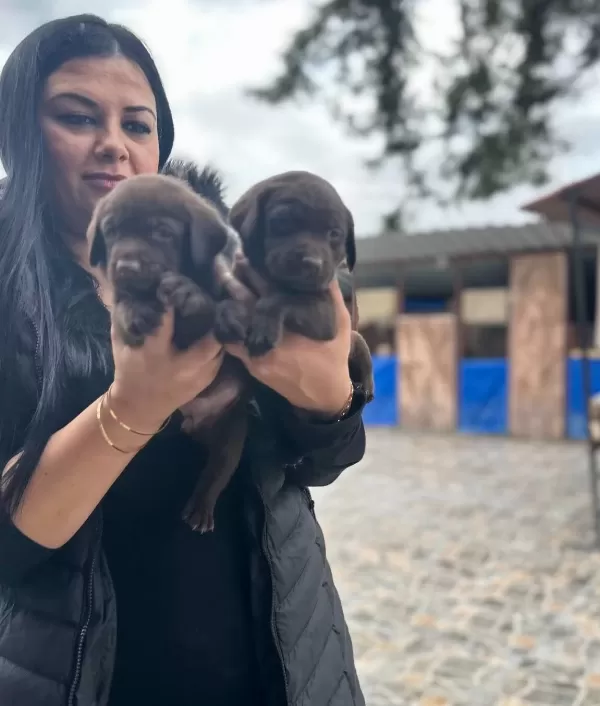 Cikolata Labrador Yavrularım