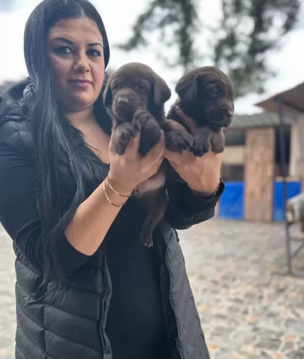 Cikolata Labrador Yavrularım