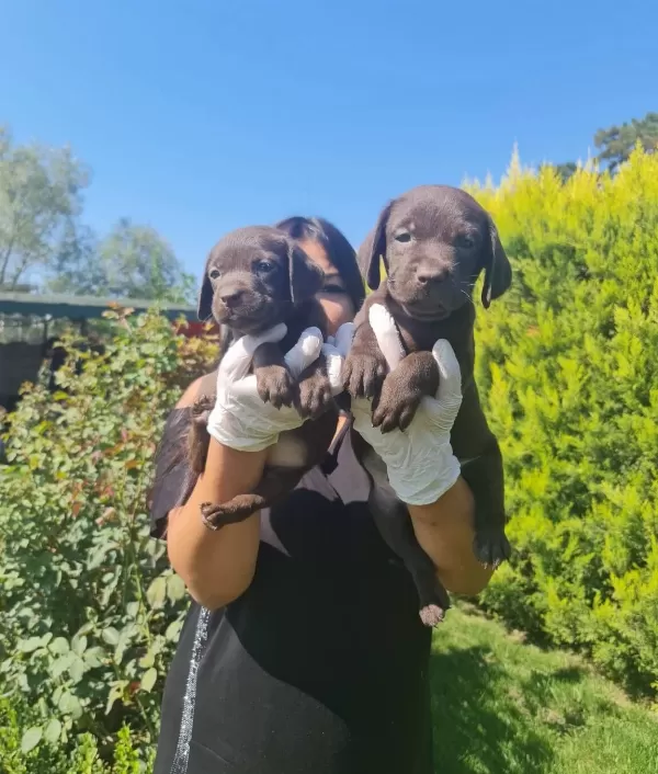 Cikolata Labrador Yavruları Sosyal Ve Oyuncu