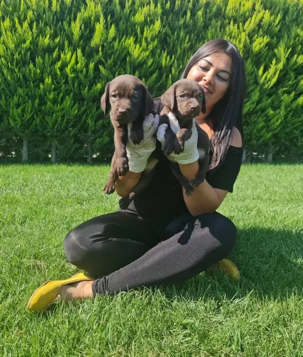 Cikolata Labrador Yavruları Sosyal Ve Oyuncu