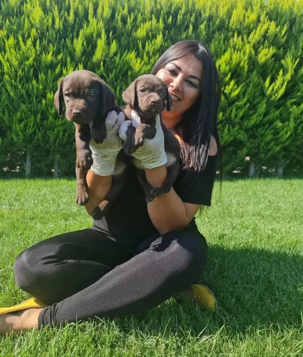 Cikolata Labrador Yavruları Sosyal Ve Oyuncu