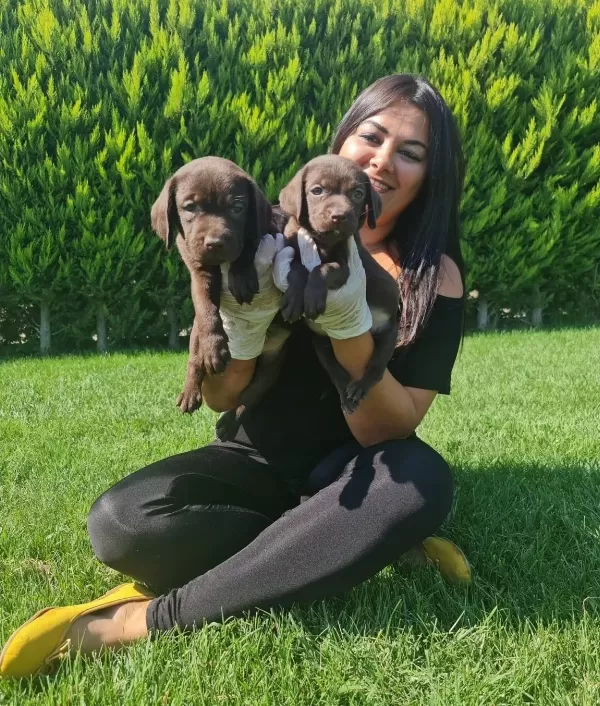 Cikolata Labrador Yavruları Sosyal Ve Oyuncu