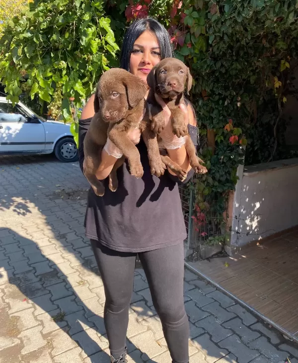 Mukemmel Cikolata Labrador Yavrularım