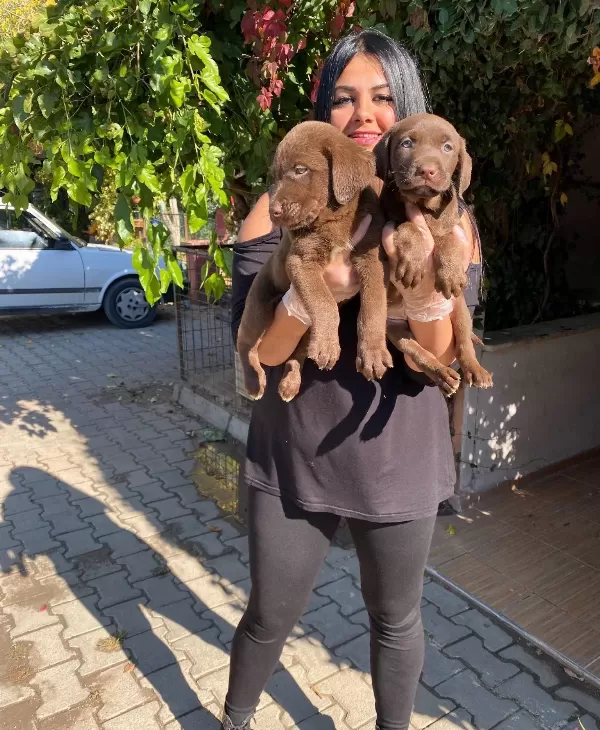 Mukemmel Cikolata Labrador Yavrularım