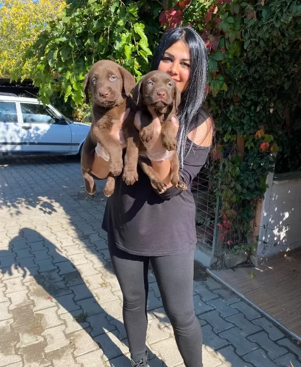 Mukemmel Cikolata Labrador Yavrularım