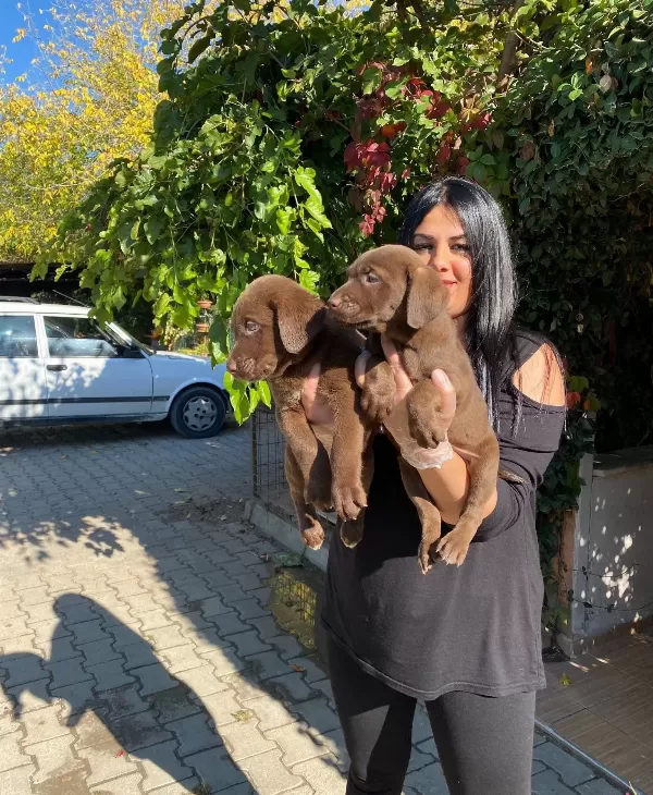 Mukemmel Cikolata Labrador Yavrularım