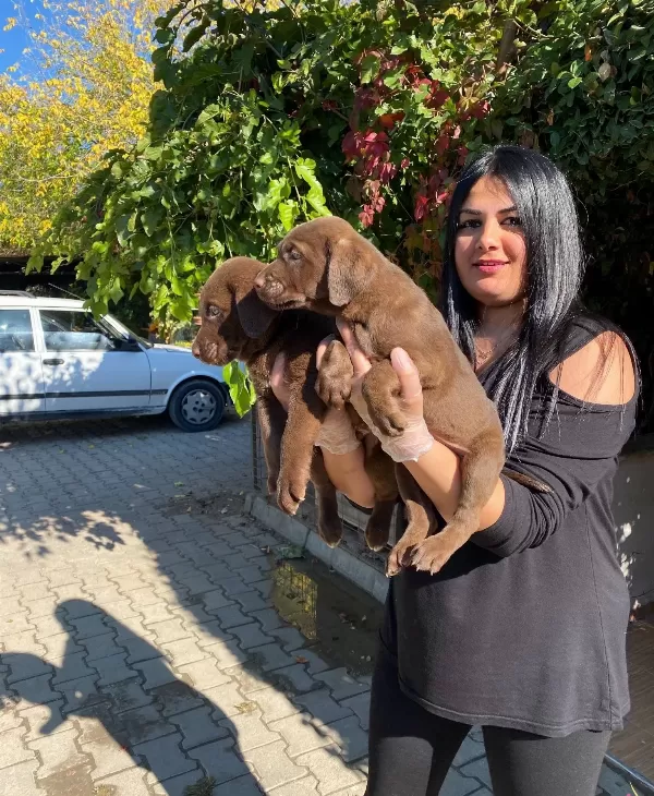 Mukemmel Cikolata Labrador Yavrularım