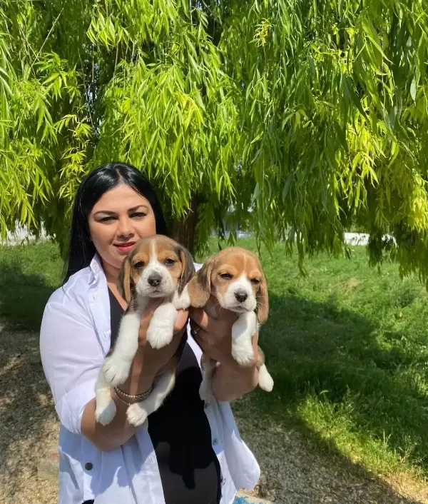 Enerjik Formda Safkan Beagle Yavruları