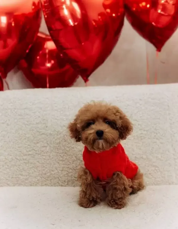 Sosyal Ortamın Yıldızı Kızıl Bukleli Toy Poodle