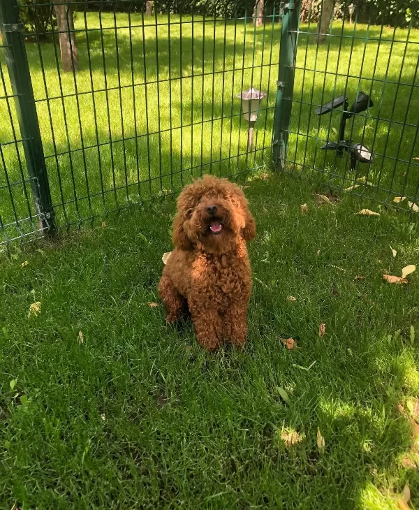 Eğitimli Toy Poodle Yuva Arıyoruz