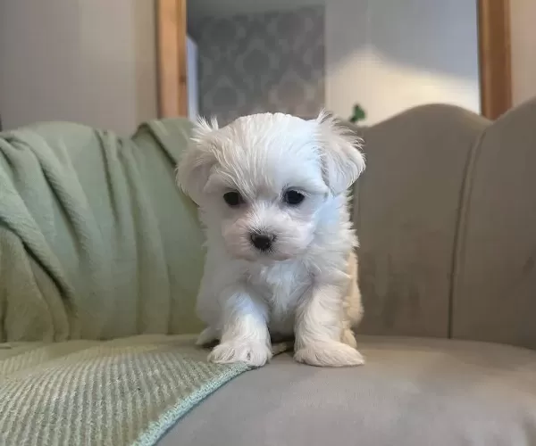 Sosyal Ortamın Yıldızı Ev Egitimi Hazır Maltese Terrier